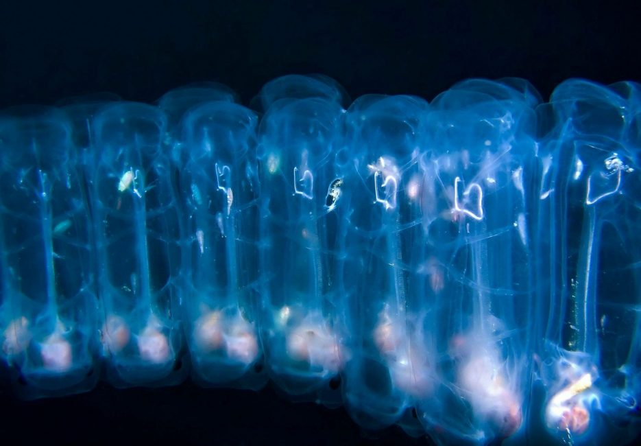 salp