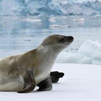 seal