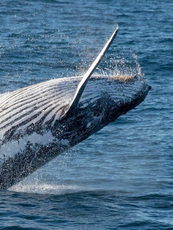 Humpback whale