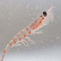 Antarctic krill