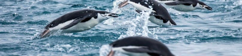 Chinstrap penguins porpoising.
