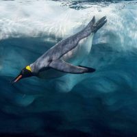 emperor penguin