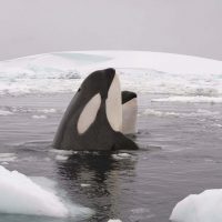Killer whale