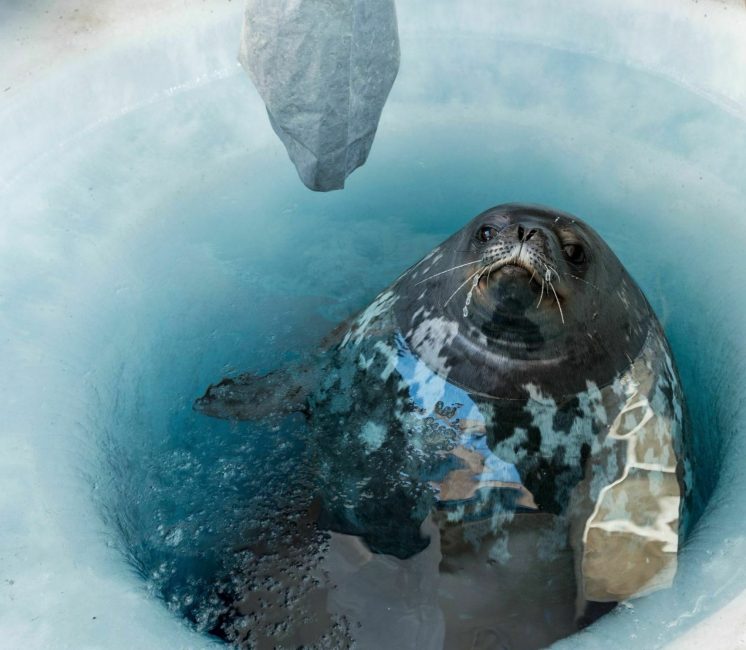 Weddell seal in breathing hole