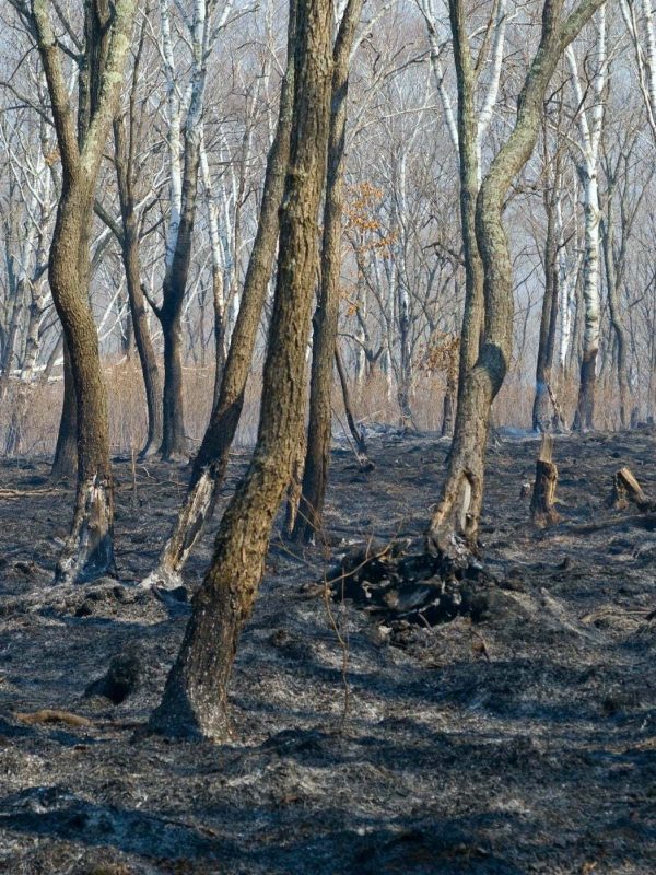 burnt landscape