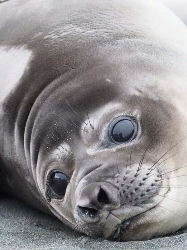 Ross seal