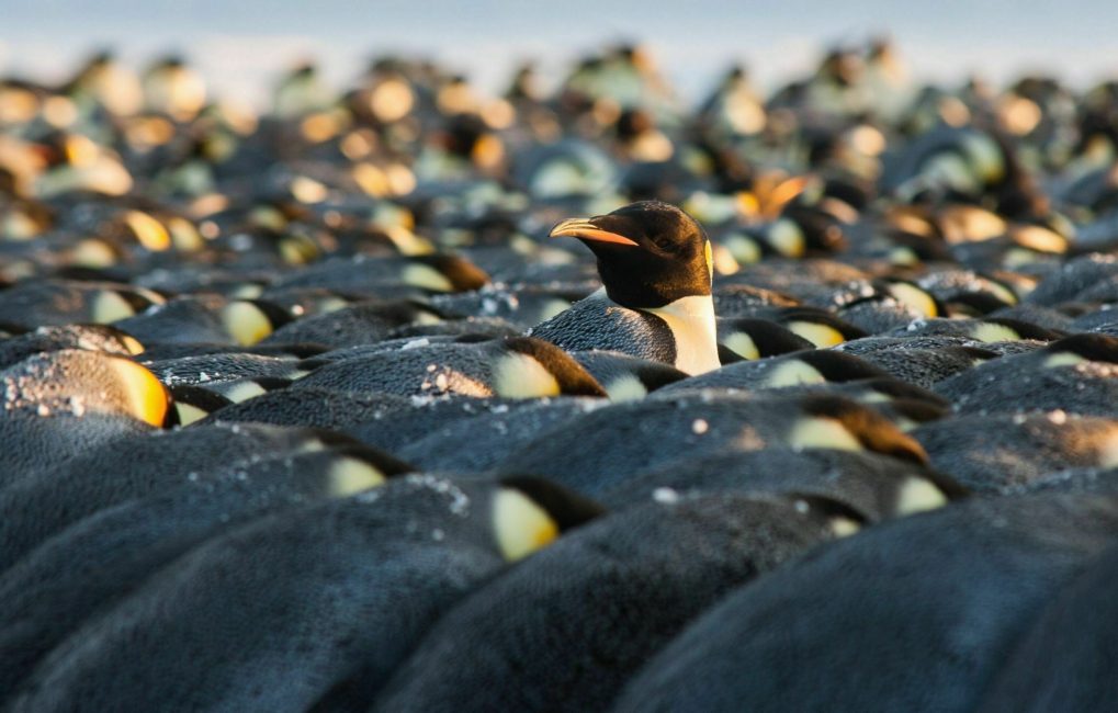 emperor penguins huddled winter