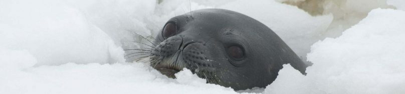 weddell seal in breathing hole