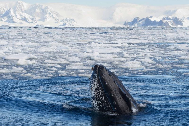 humpback whale