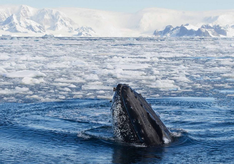 humpback whale