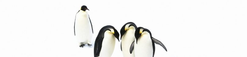 Emperor Penguins © John Weller