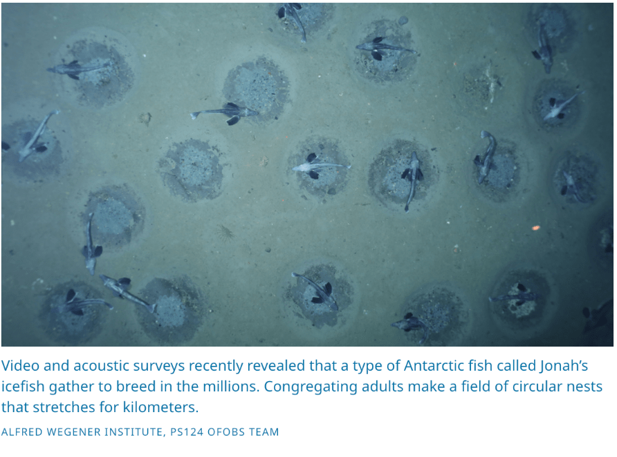 Jonah's icefish circular nests