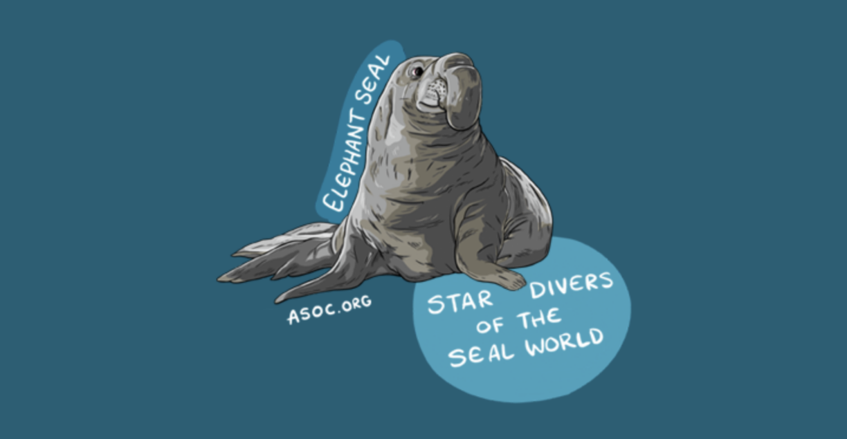 Elephant Seal