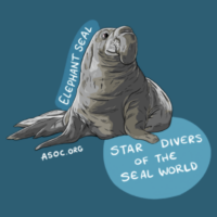 Elephant Seal