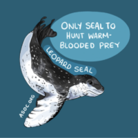 Leopard seal