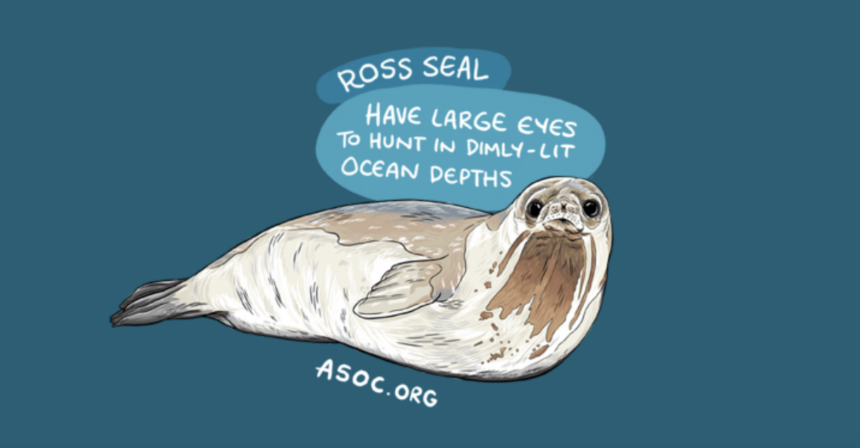 Ross seal