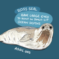 Ross seal
