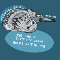 Weddell Seal