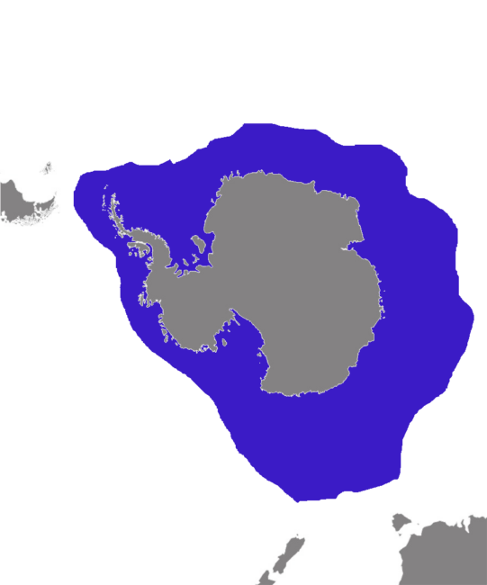 Hydrurga leptonyx distribution Mirko Thiessen