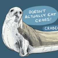 Crabeater seal cropped