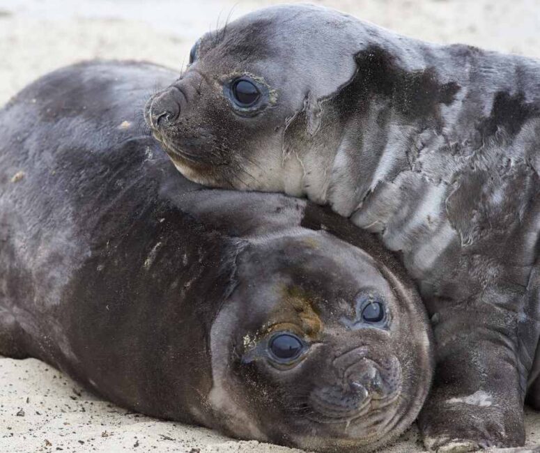 elephant seal pups