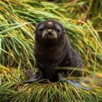 Fur seal pup