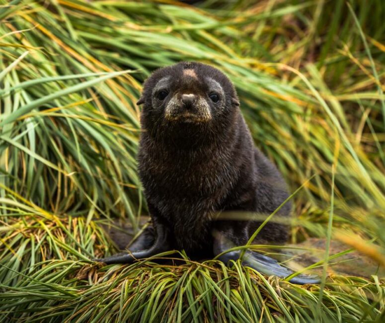 Fur seal pup