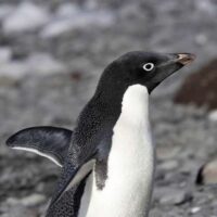 Adelie penguin