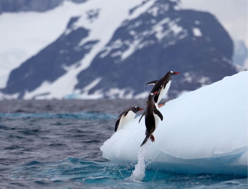 Gentoo penguin jumping on ice