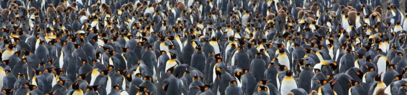 King penguin colony