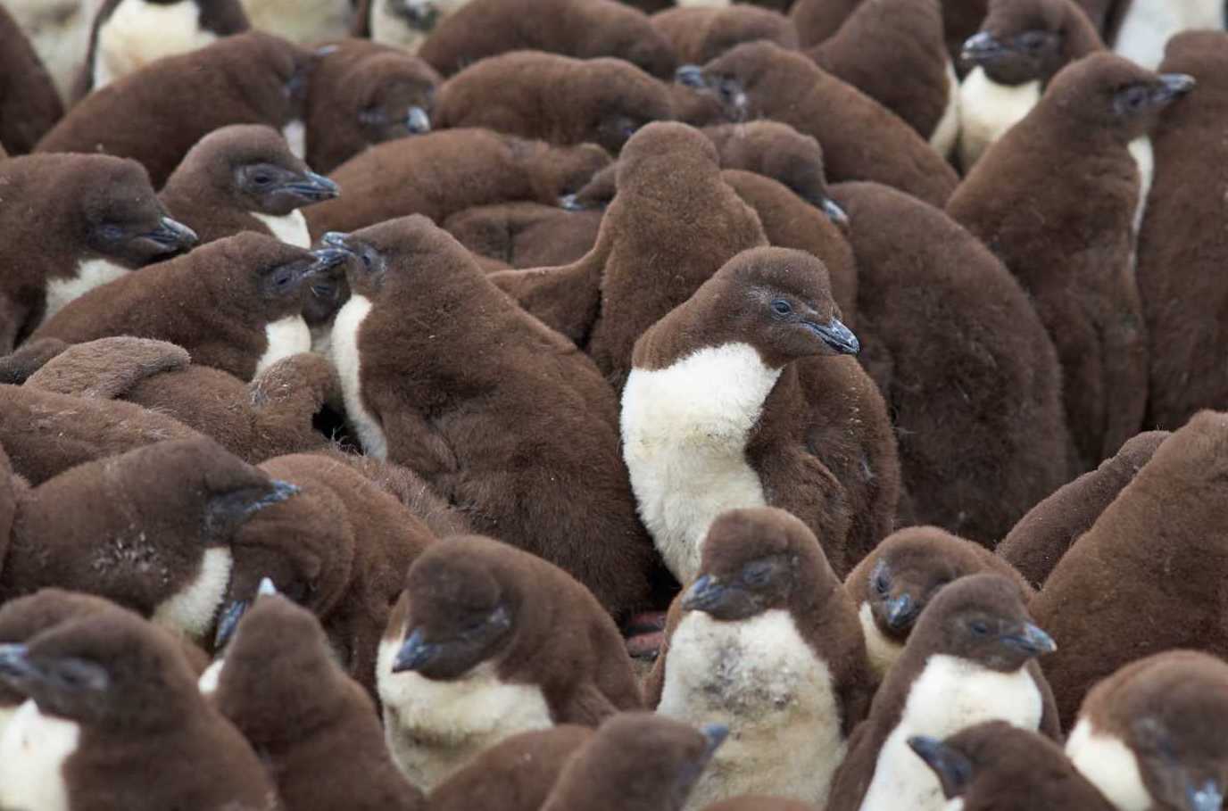 rockhopper-penguins-antarctic-and-southern-ocean-coalition