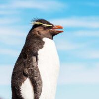 Rockhopper penguin profile