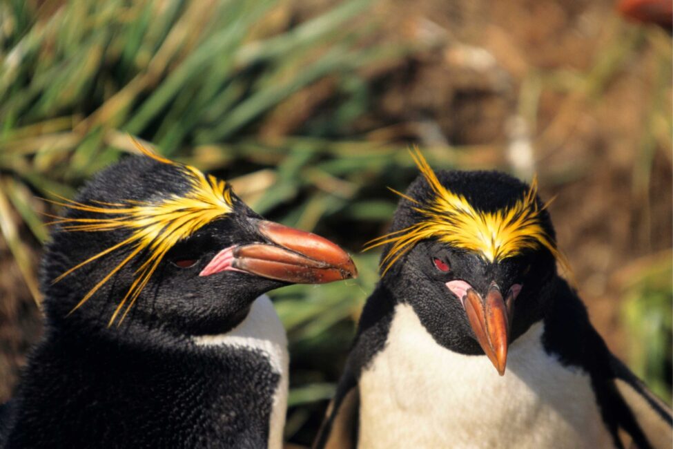 Pair of macaroni penguins