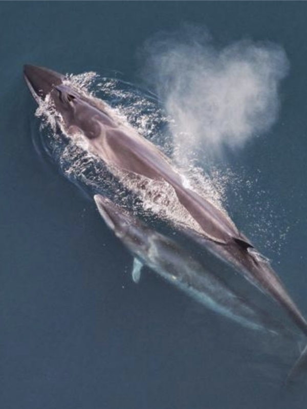 Sei whale mother and calf_NOAA fisheries