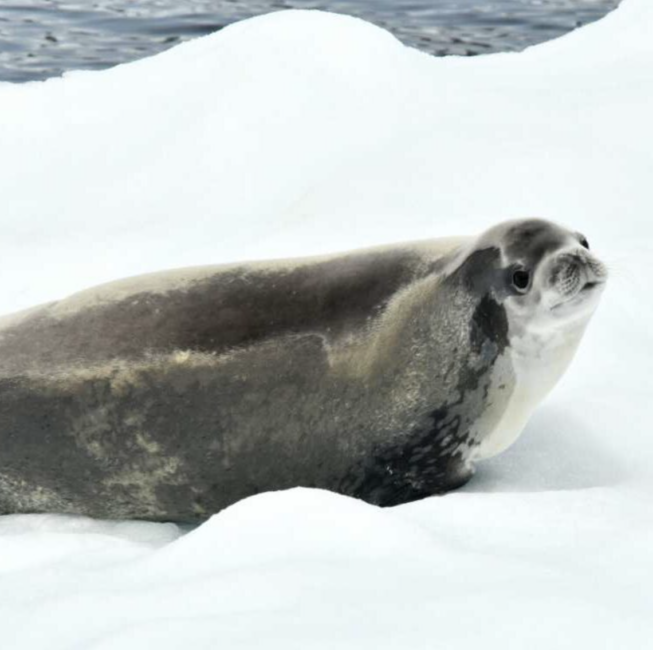 Crabeater seal