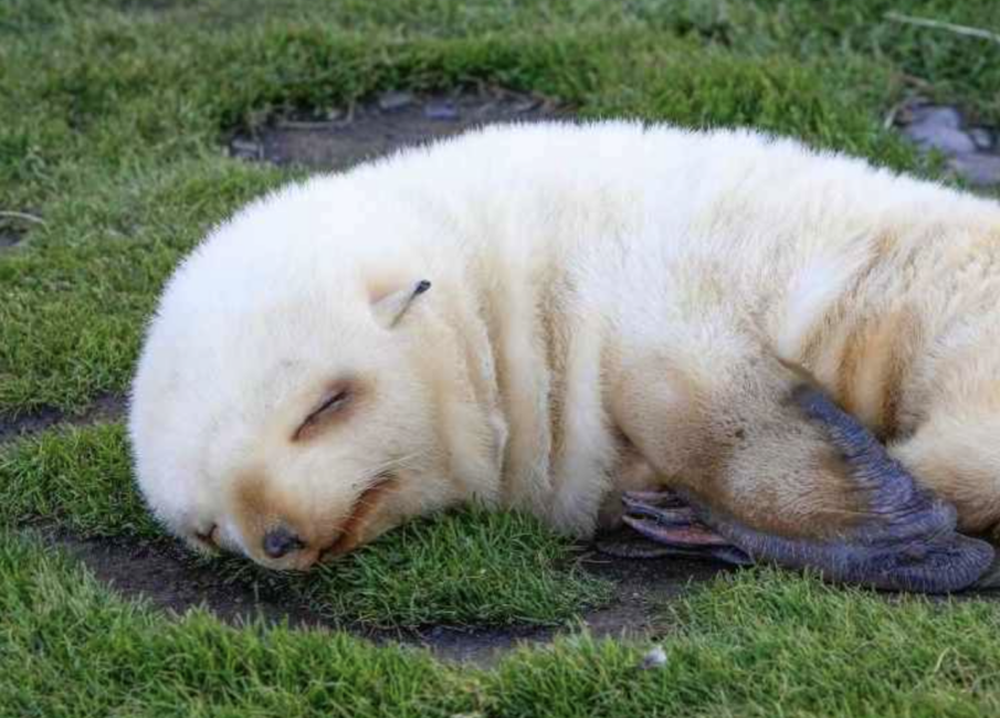 cropped sleeping antarctic fur seal