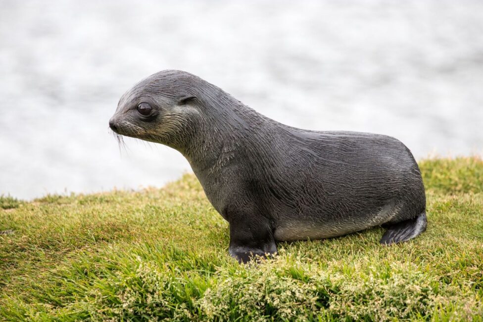 Antarctic fur seal pup