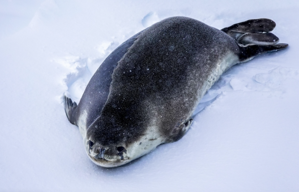Ross seal