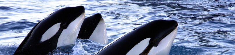 Group of killer whales