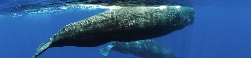Sperm whales underwater