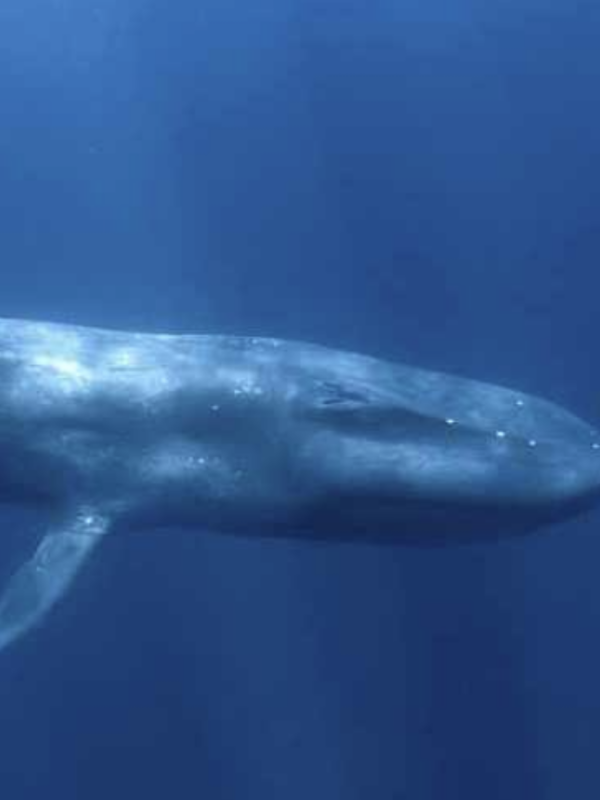 Blue whale