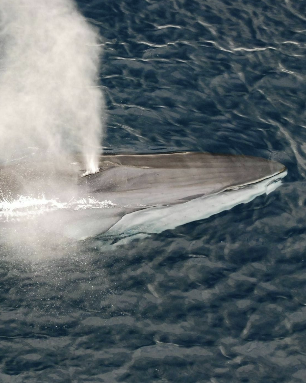 cropped fin whale