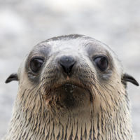 Antarctic fur seal