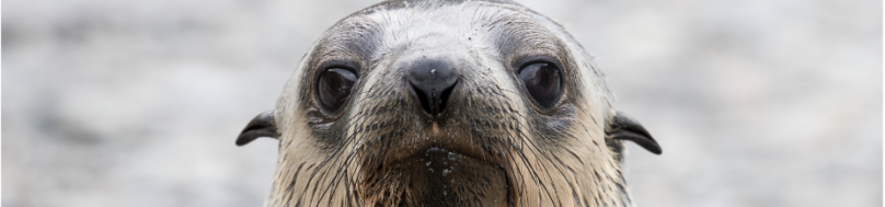 Antarctic fur seal