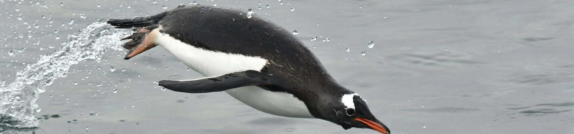 Gentoo leaping