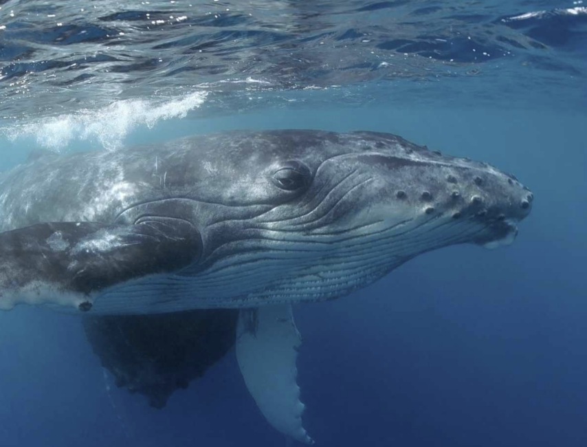 Humpback whale underwater