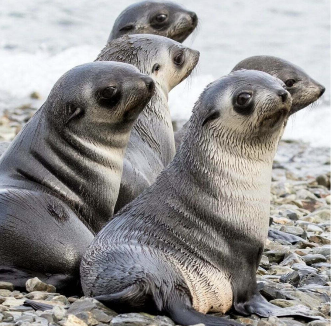 Antarctic fur seals